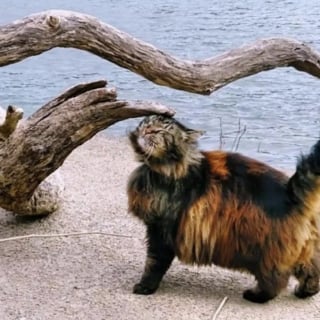 Illustration de l'article : Découvert errant et très mal en point, ce chat sénior découvre enfin le bonheur d’une vie de famille