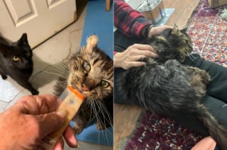 Illustration de l'article : Découvert errant et très mal en point, ce chat sénior découvre enfin le bonheur d’une vie de famille