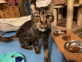 Illustration de l'article : Découvert errant et très mal en point, ce chat sénior découvre enfin le bonheur d’une vie de famille