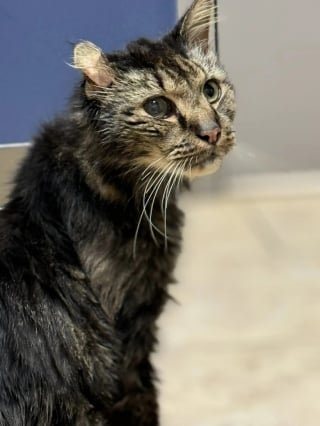 Illustration de l'article : Découvert errant et très mal en point, ce chat sénior découvre enfin le bonheur d’une vie de famille