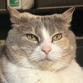 Illustration de l'article : Une chatte montant la garde &agrave; la maison change instantan&eacute;ment de mode en reconnaissant sa ma&icirc;tresse (vid&eacute;o)