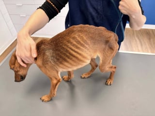 Illustration de l'article : Retrouvé seul et amaigri, ce chien victime de négligence surprend les bénévoles par la confiance qu’il leur accorde dès le départ