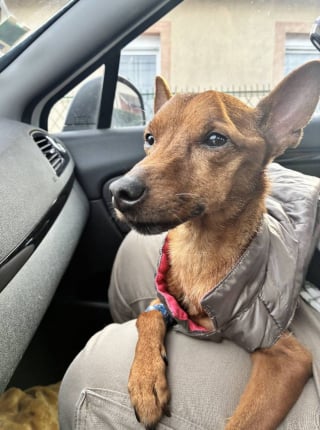 Illustration de l'article : Retrouvé seul et amaigri, ce chien victime de négligence surprend les bénévoles par la confiance qu’il leur accorde dès le départ