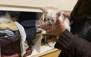 Illustration de l'article : Le sauvetage in extremis de chatons jetés à la poubelle révèle la détresse de nombreux autres chats et d'un chien