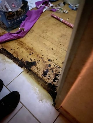 Illustration de l'article : Le sauvetage in extremis de chatons jetés à la poubelle révèle la détresse de nombreux autres chats et d'un chien