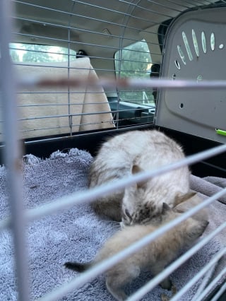 Illustration de l'article : Le sauvetage in extremis de chatons jetés à la poubelle révèle la détresse de nombreux autres chats et d'un chien