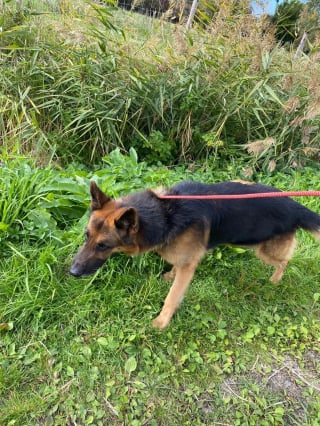 Illustration de l'article : Le sauvetage in extremis de chatons jetés à la poubelle révèle la détresse de nombreux autres chats et d'un chien