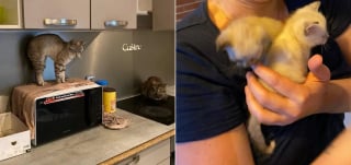 Illustration de l'article : Le sauvetage in extremis de chatons jetés à la poubelle révèle la détresse de nombreux autres chats et d'un chien
