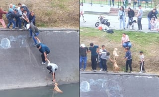 Illustration de l'article : En voyant une chienne pi&eacute;g&eacute;e dans un canal, plusieurs passants forment une cha&icirc;ne humaine pour la sauver (vid&eacute;o)