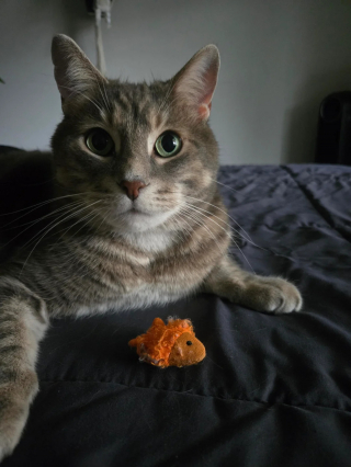 Illustration de l'article : Inspiré par la relation spéciale entre son chat et son jouet préféré, un homme se fait faire un tatouage tendre et inattendu