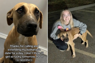 Illustration de l'article : Promise à l’euthanasie, une chienne change la vie de centaines d’autres animaux grâce à une rencontre avec une jeune femme