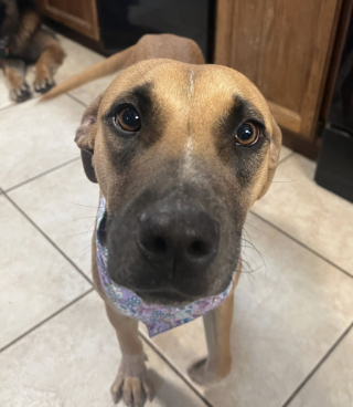 Illustration de l'article : Promise à l’euthanasie, une chienne change la vie de centaines d’autres animaux grâce à une rencontre avec une jeune femme