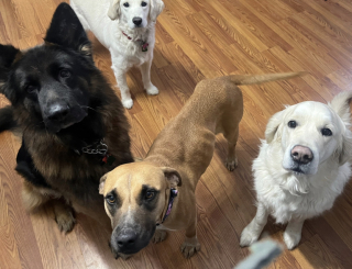 Illustration de l'article : Promise à l’euthanasie, une chienne change la vie de centaines d’autres animaux grâce à une rencontre avec une jeune femme