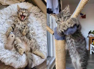 Illustration de l'article : Trouvé seul sous la pluie, un chaton trouve l’ami qui lui manquait tant pour s’épanouir (vidéo)