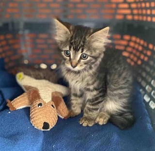 Illustration de l'article : Trouvé seul sous la pluie, un chaton trouve l’ami qui lui manquait tant pour s’épanouir (vidéo)