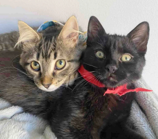 Illustration de l'article : Trouvé seul sous la pluie, un chaton trouve l’ami qui lui manquait tant pour s’épanouir (vidéo)