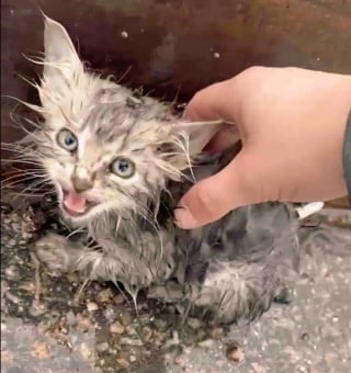 Illustration de l'article : Trouvé seul sous la pluie, un chaton trouve l’ami qui lui manquait tant pour s’épanouir (vidéo)