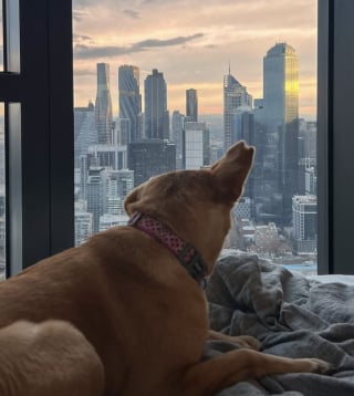 Illustration de l'article : Touché par la gentillesse d’une chienne errante, un couple se démène pour lui offrir enfin une vie confortable (vidéo)