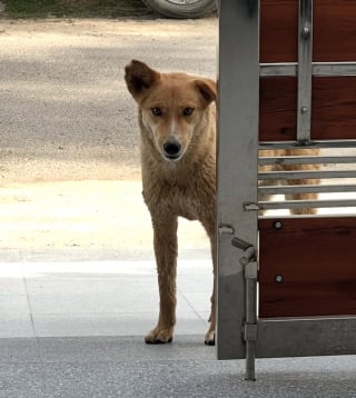 Illustration de l'article : Touché par la gentillesse d’une chienne errante, un couple se démène pour lui offrir enfin une vie confortable (vidéo)
