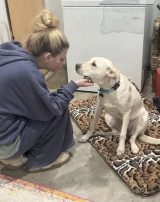 Illustration de l'article : « J'ai besoin d'un bon foyer », une chienne attachée à une poubelle découvre qu'elle peut faire confiance à nouveau