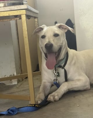 Illustration de l'article : « J'ai besoin d'un bon foyer », une chienne attachée à une poubelle découvre qu'elle peut faire confiance à nouveau