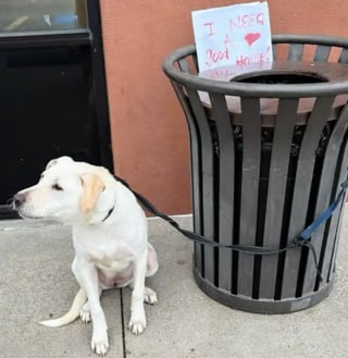 Illustration de l'article : « J'ai besoin d'un bon foyer », une chienne attachée à une poubelle découvre qu'elle peut faire confiance à nouveau