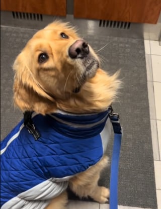 Illustration de l'article : Ce chien ne peut contenir sa joie lorsqu'il d&eacute;couvre la neige pour la premi&egrave;re fois de sa vie (vid&eacute;o)