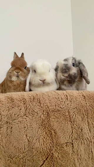 Illustration de l'article : Elle découvre un lapin en hypothermie au milieu des détritus et décide de tout faire pour le sauver (vidéo)