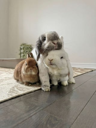 Illustration de l'article : Elle découvre un lapin en hypothermie au milieu des détritus et décide de tout faire pour le sauver (vidéo)