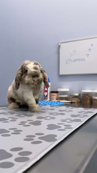 Illustration de l'article : Elle découvre un lapin en hypothermie au milieu des détritus et décide de tout faire pour le sauver (vidéo)