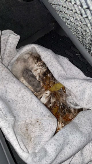 Illustration de l'article : Elle découvre un lapin en hypothermie au milieu des détritus et décide de tout faire pour le sauver (vidéo)