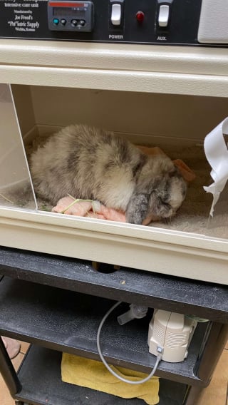 Illustration de l'article : Elle découvre un lapin en hypothermie au milieu des détritus et décide de tout faire pour le sauver (vidéo)