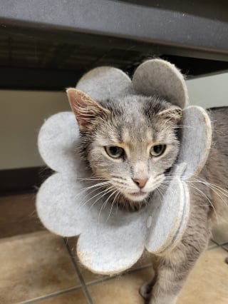 Illustration de l'article : « Ce couple aimait ses chats et faisait de son mieux », une association change la vie de 21 félins vivant dans des conditions inappropriées