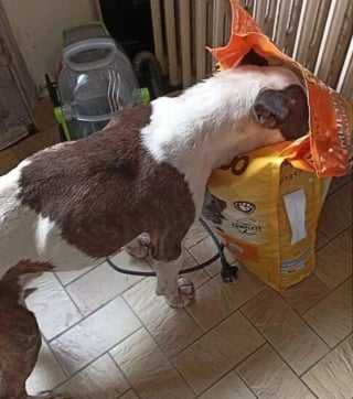 Illustration de l'article : Lorsqu’il se jette sur un paquet de croquettes, l’enquêtrice comprend l’urgence pour ce chien gardé dehors et affamé par sa famille