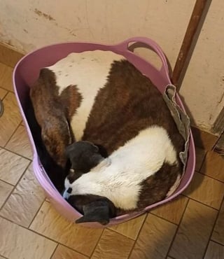 Illustration de l'article : Lorsqu’il se jette sur un paquet de croquettes, l’enquêtrice comprend l’urgence pour ce chien gardé dehors et affamé par sa famille