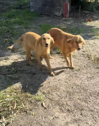 Illustration de l'article : Abandonnée dans une maison vide, une Golden Retriever conduit sa sauveuse vers un poulailler pour sauver ses 8 chiots (vidéo)
