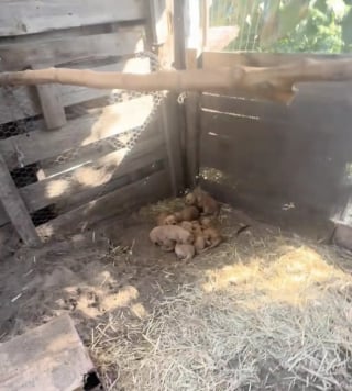 Illustration de l'article : Abandonnée dans une maison vide, une Golden Retriever conduit sa sauveuse vers un poulailler pour sauver ses 8 chiots (vidéo)