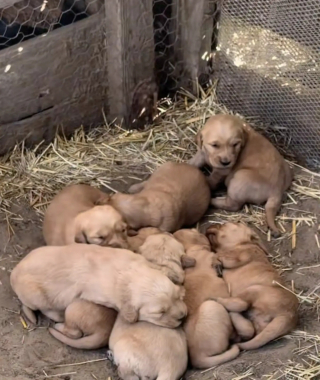 Illustration de l'article : Abandonnée dans une maison vide, une Golden Retriever conduit sa sauveuse vers un poulailler pour sauver ses 8 chiots (vidéo)