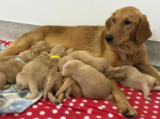 Illustration de l'article : Abandonnée dans une maison vide, une Golden Retriever conduit sa sauveuse vers un poulailler pour sauver ses 8 chiots (vidéo)