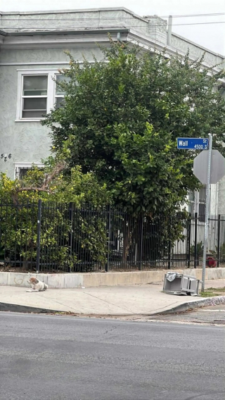 Illustration de l'article : Après avoir passé 2 mois à espérer le retour de ses maîtres qui l'ont abandonné, ce chien au cœur brisé accepte enfin une main tendue