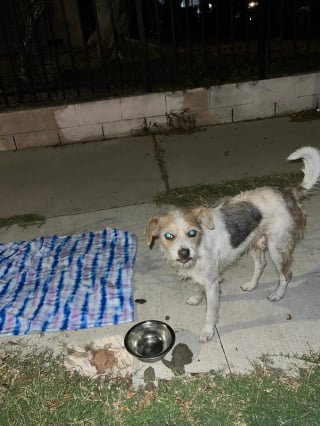 Illustration de l'article : Après avoir passé 2 mois à espérer le retour de ses maîtres qui l'ont abandonné, ce chien au cœur brisé accepte enfin une main tendue