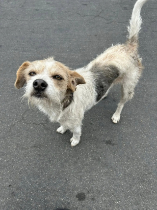 Illustration de l'article : Après avoir passé 2 mois à espérer le retour de ses maîtres qui l'ont abandonné, ce chien au cœur brisé accepte enfin une main tendue