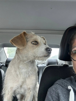 Illustration de l'article : Après avoir passé 2 mois à espérer le retour de ses maîtres qui l'ont abandonné, ce chien au cœur brisé accepte enfin une main tendue