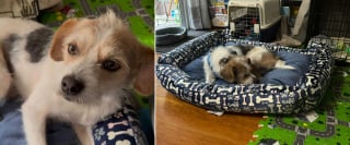 Illustration de l'article : Après avoir passé 2 mois à espérer le retour de ses maîtres qui l'ont abandonné, ce chien au cœur brisé accepte enfin une main tendue