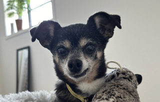 Illustration de l'article : Décidée à adopter un chien âgé, elle rencontre un petit Chihuahua hargneux et décide de lui donner une chance (vidéo)