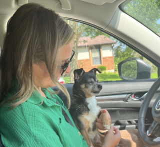 Illustration de l'article : Décidée à adopter un chien âgé, elle rencontre un petit Chihuahua hargneux et décide de lui donner une chance (vidéo)