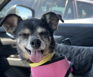 Illustration de l'article : Décidée à adopter un chien âgé, elle rencontre un petit Chihuahua hargneux et décide de lui donner une chance (vidéo)