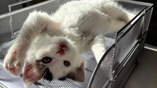 Illustration de l'article : Des employés du service des déchets s’apprêtent à détruire un tas de bois quand des miaulements retiennent soudainement leur attention