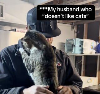 Illustration de l'article : « Les chats adorent les gens qui n’aiment pas les chats », une minette farouche noue un lien unique avec un homme qui n'apprécie pas les félins (vidéo)