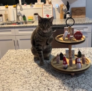 Illustration de l'article : Pr&ecirc;t &agrave; tout pour attirer l&rsquo;attention, un chat imite la d&eacute;marche de sa soeur accident&eacute;e &agrave; la patte alors qu'il n'a aucune blessure (vid&eacute;o)